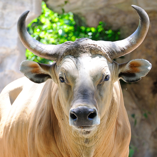 portrét kráva s hezký roh - Fotografie, Obrázek