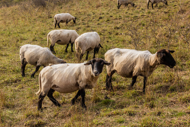 Sheep on a pasture in Cesky kras nature protected area, Czech Republic - Foto, Imagem