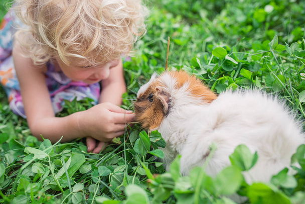 Маленькая девочка играет с подопытным кроликом летом на клеверном поле. Здоровое питание для животных, грызунов. Прогулки на природе. - Фото, изображение