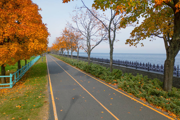 Sonbahar parkında bir sokak. Asfalt yol, sarı ağaçlar. Muhteşem sonbahar manzarası. - Fotoğraf, Görsel