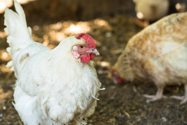 イリノイ州の農場で鶏のクローズアップ - 写真・画像
