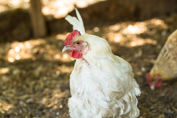 White chicken hen walking around in a coop on the farm in Illinois - Photo, image