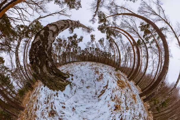 360 graus panorama "pequeno planeta" na bétula de inverno e floresta de pinheiros - Foto, Imagem