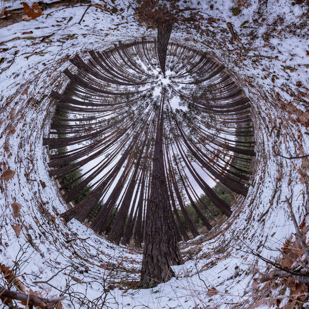 360 asteen panoraama talvella pyökkimetsä hallitseva puu  - Valokuva, kuva