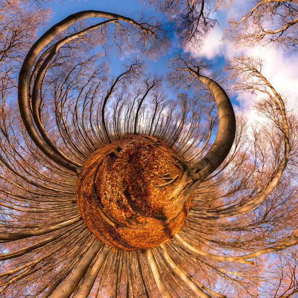 360 μοίρες πανόραμα "μικρός πλανήτης" το φθινόπωρο οξιάς και δρυός δάσος - Φωτογραφία, εικόνα