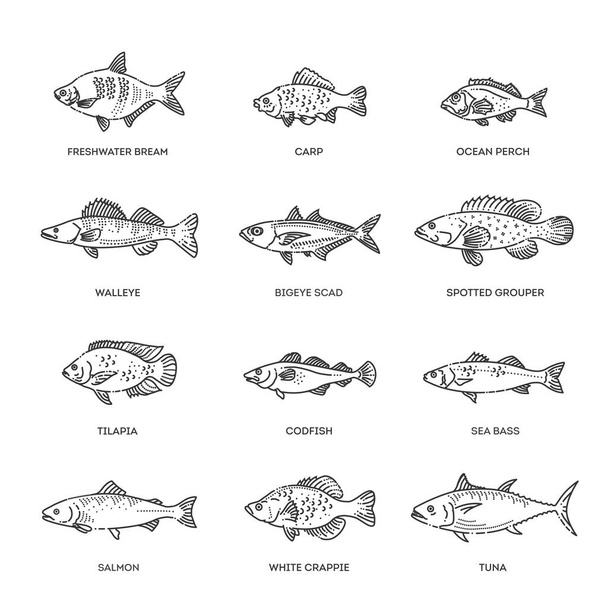 Векторный набор рыб. Типы морских, морских и пресноводных рыб - Вектор,изображение