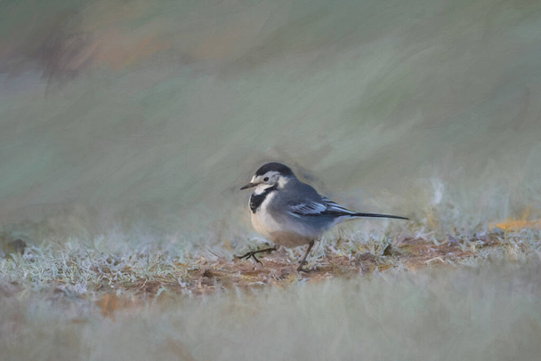 Digital painting of an adult Pied Wagtail, Motacilla Alba Yarrellii on frozen grassland during the UK winter. - Photo, Image