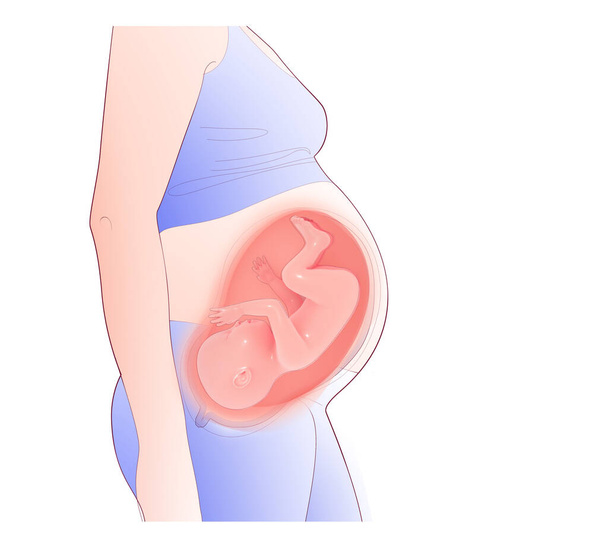 Vonal és 3D illusztráció a terhes nő. Megmutatva az anyaméh belsejét és a meg nem született gyermeket. Fejlett terhesség. - Fotó, kép