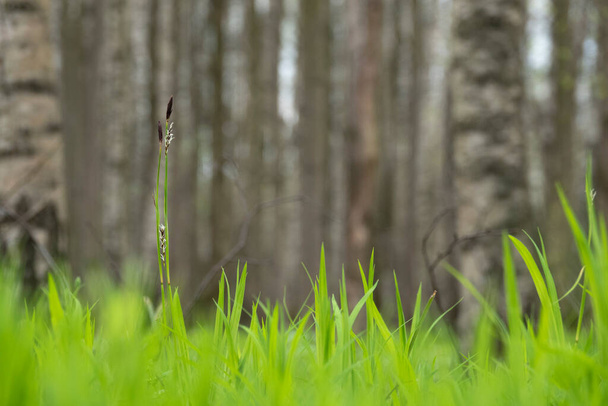 First spring grass in the birch forest - Fotoğraf, Görsel