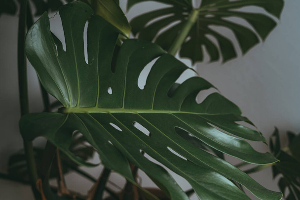 House plant in dark green stands in an apartment - Foto, imagen