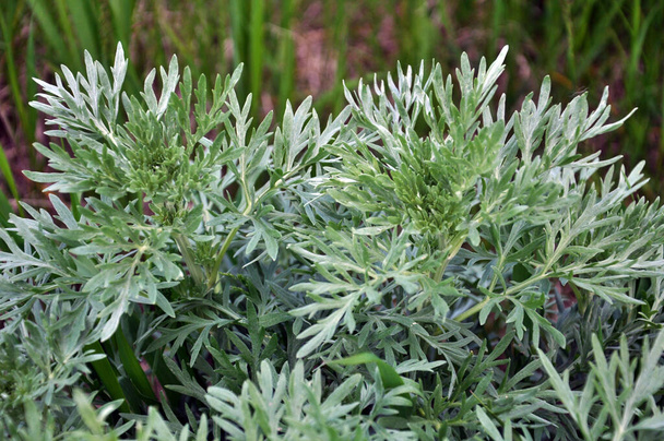 Bitter wormwood (Artemisia absinthium) bush grows in the wild - Photo, Image