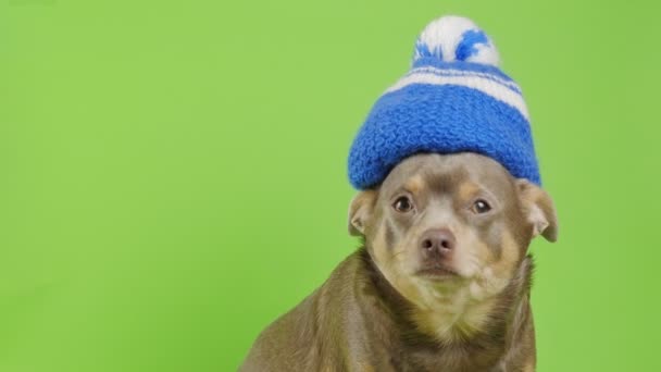 Pes sedí na zeleném pozadí v pleteném klobouku. Pes v teplém klobouku - Záběry, video