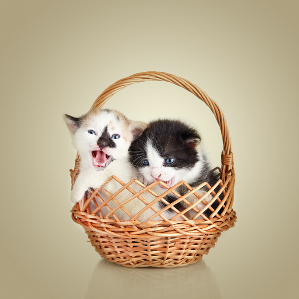 Two little kittens. Cat sitting in basket - Photo, Image