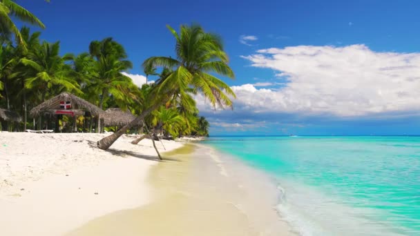 Pálmafa és trópusi egzotikus sziget strand, zökkenőmentes, soha véget nem érő felvételek. Hurok videó. Punta Cana, Saona, Dominikai Köztársaság - Felvétel, videó