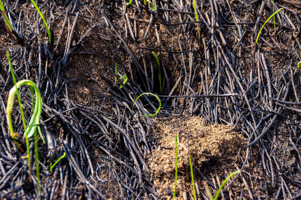 Ein Nager inmitten des verbrannten Grases, nach dem Fehlen tierischer Spuren nach dem Brand zu urteilen, verbrannte oder erstickte der Bewohner des Nestes, als das Gras brannte, selektiver Fokus - Foto, Bild