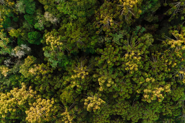 Tree crowns of endemic trees in Urubici, Brazil. Aerial view - Foto, imagen