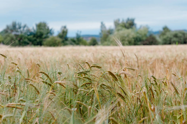 a golden  and green wheat field in a summer day - Fotoğraf, Görsel