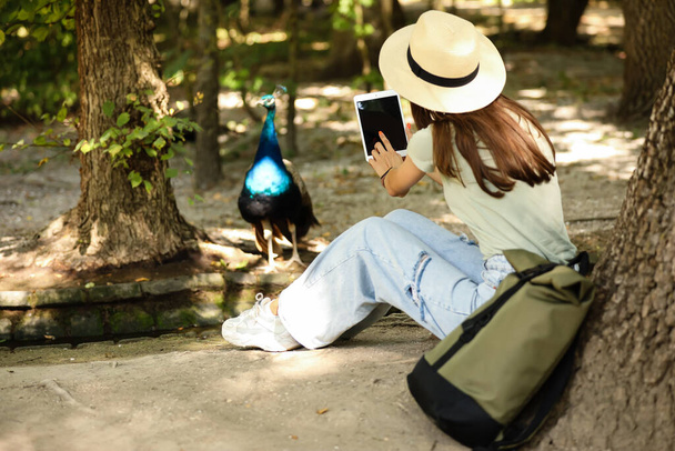 Female tourist taking photo of beautiful peacock in park - Foto, imagen
