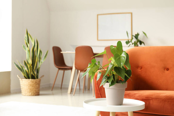 Mesa con planta de interior cerca de sofá rojo en salón - Foto, Imagen