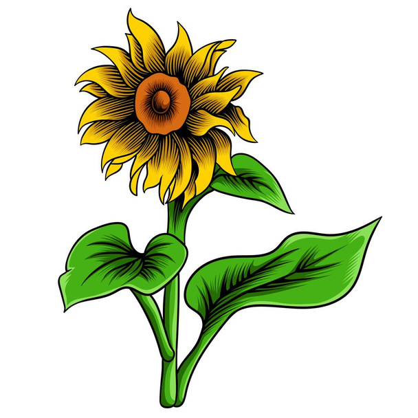 sunflower vector illustration isolated on white background - Vector, imagen