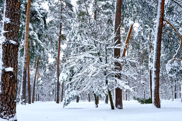 Tree, lawn and winter forest on a frosty day - Fotografie, Obrázek