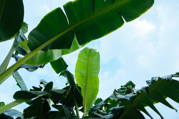 畑で育つ緑のバナナの木 - 写真・画像