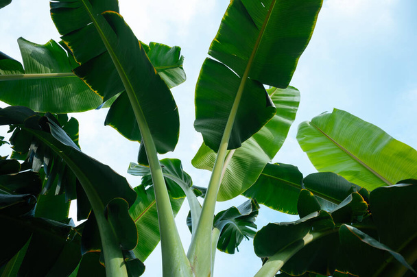 Green banana trees growing at field - Photo, Image