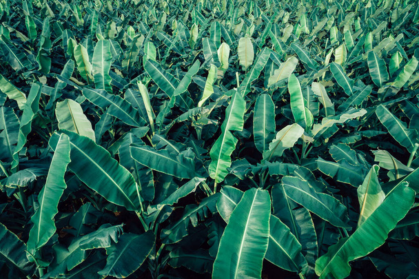 Aerial view of banana trees growing at field - Foto, immagini