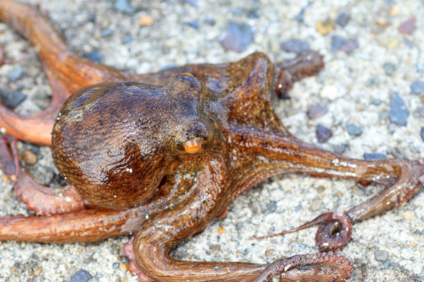 Polvo-comum (Octopus vulgaris) no Japão
 - Foto, Imagem