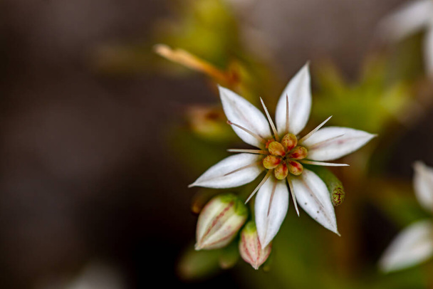 Saxifraga sedoides flower growing in forest, close up shoot - Photo, Image