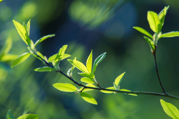 Hojas verdes y frescas de un cerezo pájaro durante la primavera. Paisajes estacionales de los bosques del norte de Europa. - Foto, imagen