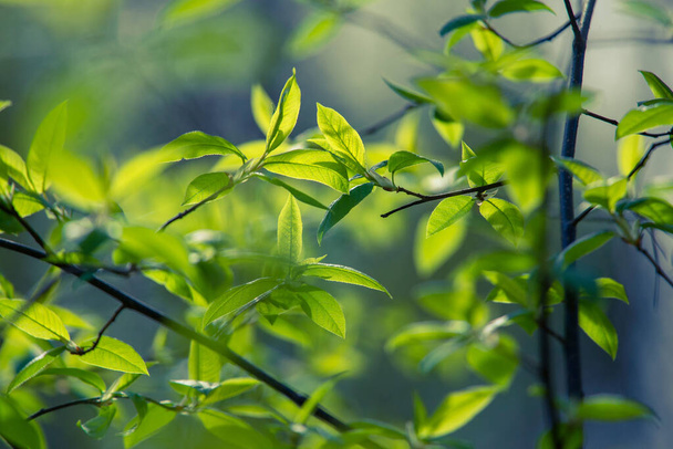 Frische, grüne Blätter eines Vogelkirschbaums im Frühling. Saisonale Landschaft der nordeuropäischen Wälder. - Foto, Bild