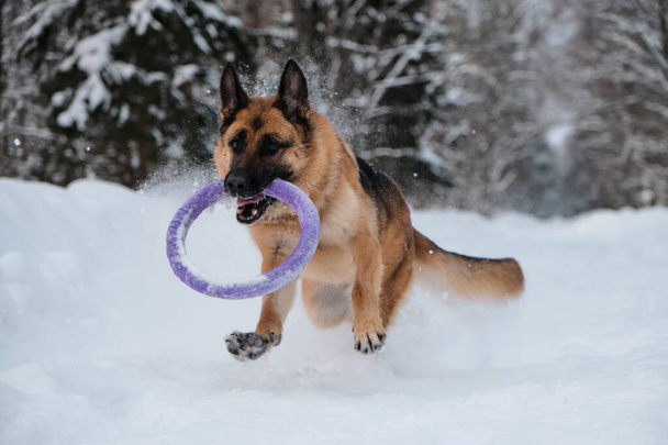 Pastor alemán rojo y negro está corriendo rápido por el camino del bosque nevado con juguete redondo azul en los dientes. Paseo activo y enérgico con perro en el parque de invierno. Juegos al aire libre. - Foto, Imagen