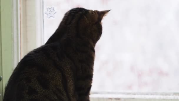Een gestreepte kat zit bij het raam. - Video