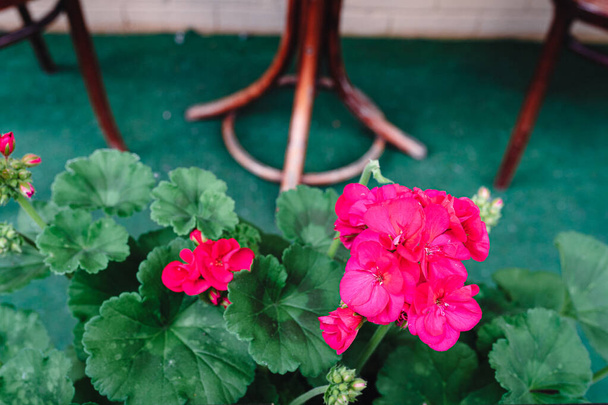 Geranio escarlata florece en la terraza de la cafetería. en el fondo vieja mesa de madera y sillas. Vista superior de geranios en maceta - Foto, Imagen