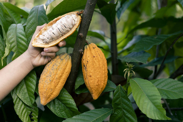 selectieve focus De witte pulp van de felgele cacao in de handen van een grote cacaoboer rijpt op een Thaise boerenplantage. fris groen blad achtergrond Er is ruimte voor tekst. - Foto, afbeelding