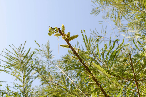 Амла или индийская крыжовника цветут новые плоды на молодых ветвях больших амла - Фото, изображение