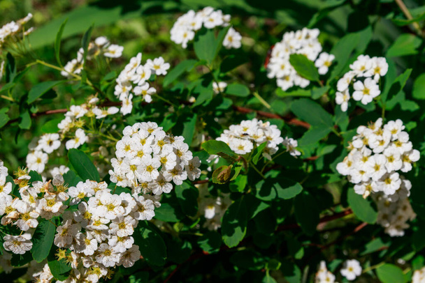Белый цветущий кустарник Spirea aguta (Венок невесты
) - Фото, изображение