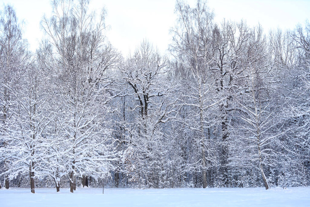 Snowy winter snow covered landscape photography. Photo taken on a December day. - Fotoğraf, Görsel