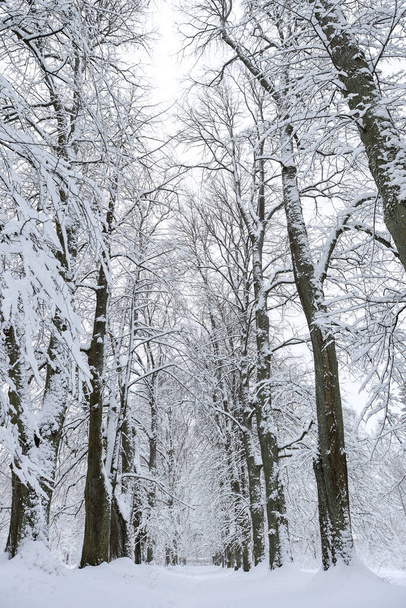 Vista bianca e innevata sul paesaggio invernale con sentiero pedonale nella foresta. Foto scattata in una fredda giornata invernale ventosa. - Foto, immagini