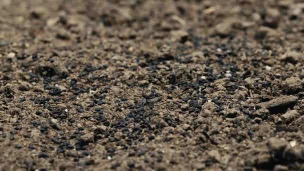 Pequeñas semillas de albahaca negra en el suelo del jardín casero.  - Metraje, vídeo