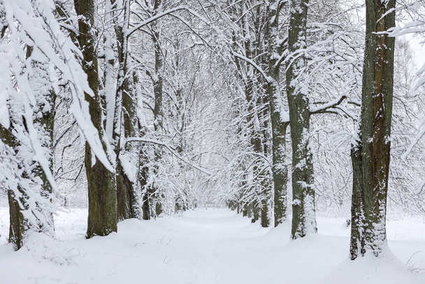 Schneeweiße Winterlandschaft mit Wald-Fußweg. Foto aufgenommen an einem kalten, windigen Wintertag. - Foto, Bild