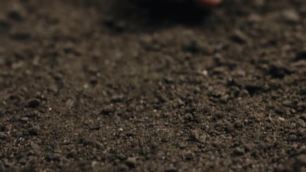 Une main d'agriculteur tient de petites graines de basilic noir prêtes à être semées près du sol - Séquence, vidéo