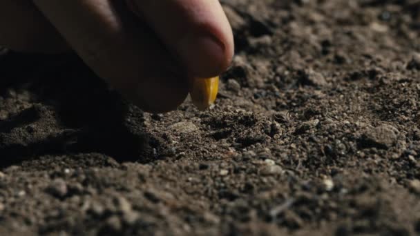 Mano sta inserendo un seme di pannocchia giallo nel terreno. - Filmati, video