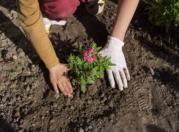 παιδί και ενήλικας φυτό χέρι verbena λουλούδι σε ανοιχτό έδαφος την ηλιόλουστη μέρα της άνοιξης. Κοντινό πλάνο των χεριών που φυτεύουν λουλούδια. επιλεκτική εστίαση. Ενότητα στην οικογένεια. Ημέρα της Γης. Χρήσιμο χόμπι. μικρός βοηθός κηπουρού - Φωτογραφία, εικόνα