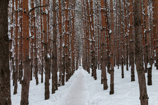Pfad im winterlichen Kiefernwald - Foto, Bild