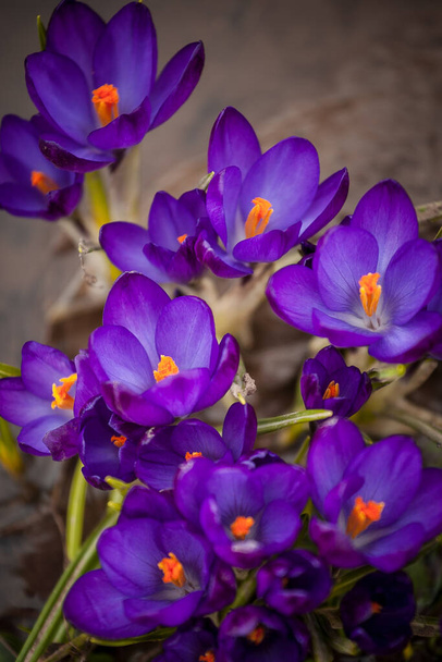 luxurious first spring flowers in the forest bright purple and yellow crocuses with orange pestles - Foto, afbeelding