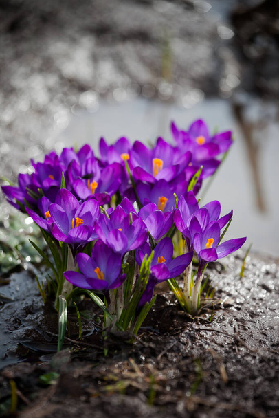 luxurious first spring flowers in the forest bright purple and yellow crocuses with orange pestles - Photo, Image