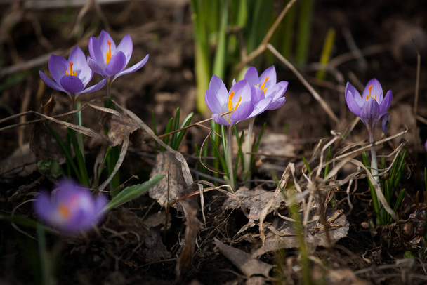 luxurious first spring flowers in the forest bright purple and yellow crocuses with orange pestles - Foto, Imagem