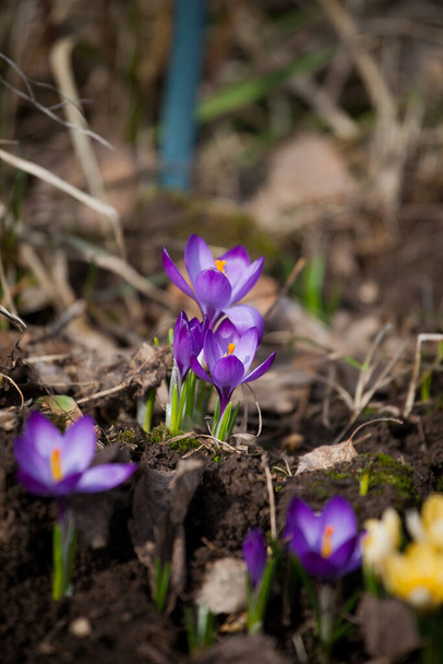 luxurious first spring flowers in the forest bright purple and yellow crocuses with orange pestles - Фото, изображение